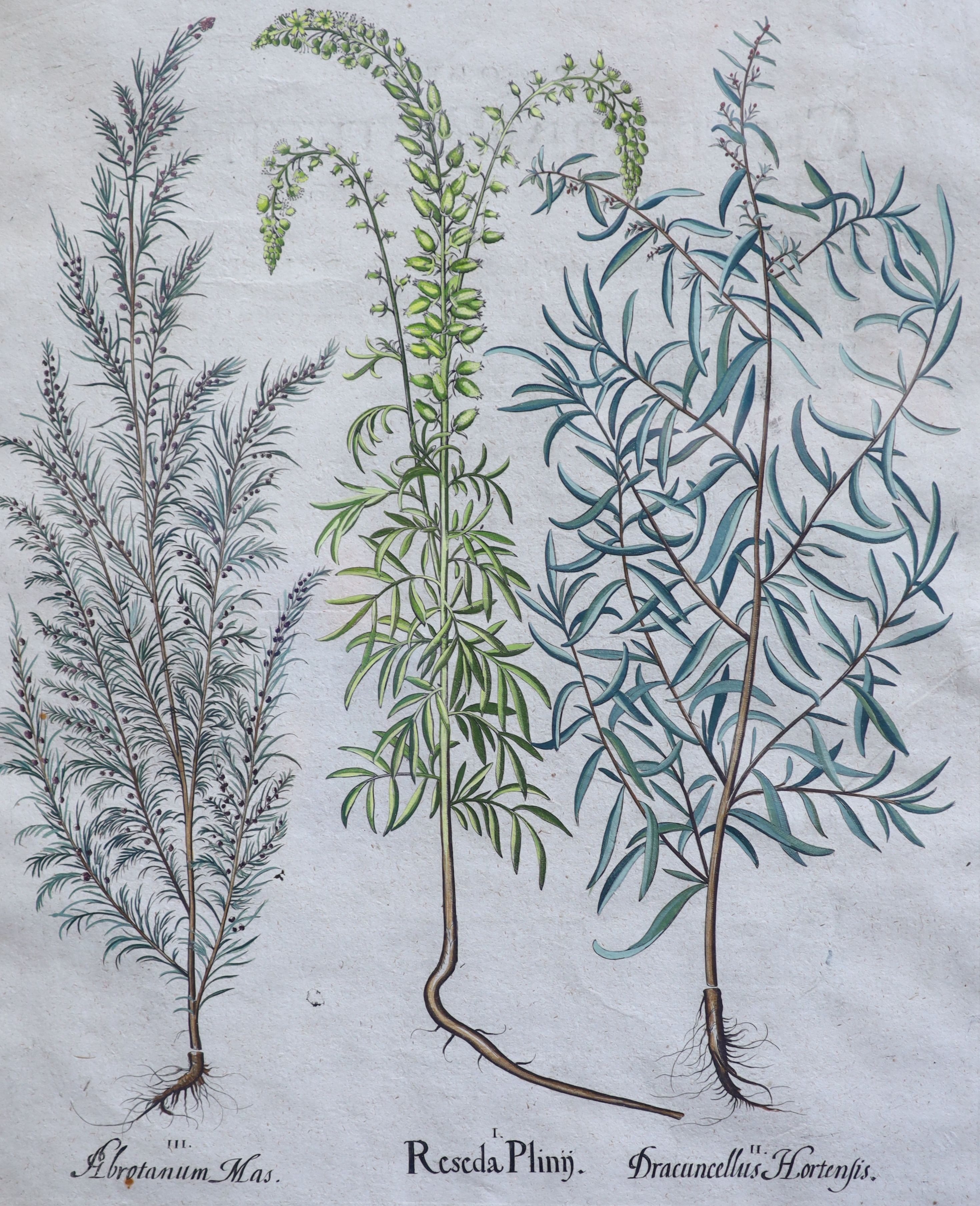 Basilius Besler (1561-1629), Martagon Imperiale Molchatum, Myrtus Tarentina, Myrtus Latifolns, Calendula Prolifera, Tanacetum Inodorum, Flore Belli and Reseda Plinn, Five engravings with handcolouring printed on laid pap